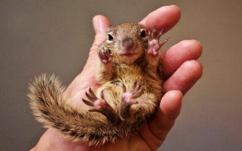 baby_squirrel.jpg