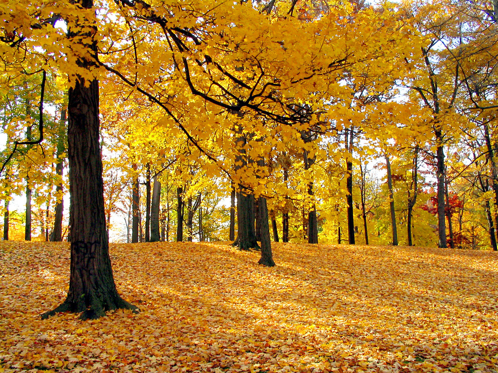 Yellow Forest Autumn Trees
