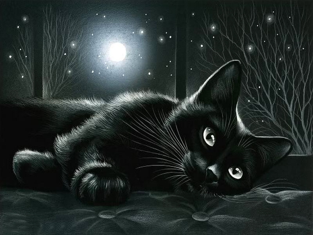 Black cat in moonlight