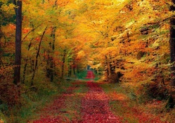 Path through Autumn Woods