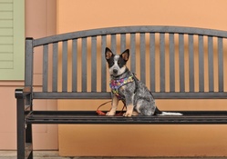*** Dog on the bench ***