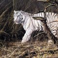 Wandering White Tiger