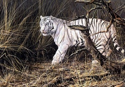 Wandering White Tiger