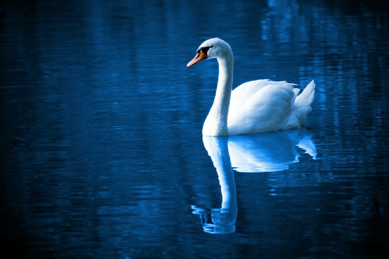 graceful_swan.jpg