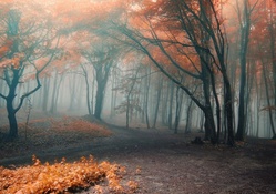 Hazy Autumn Forest
