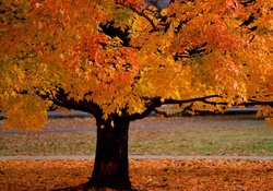 Park tree in Autumn