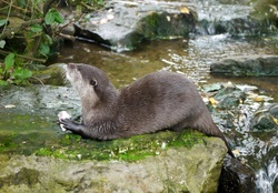 Otter by a Stream.