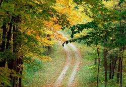 autumn forest trail east texas