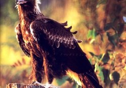 Wedge_Tailed_Eagle