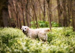 *** Dog in the forest ***