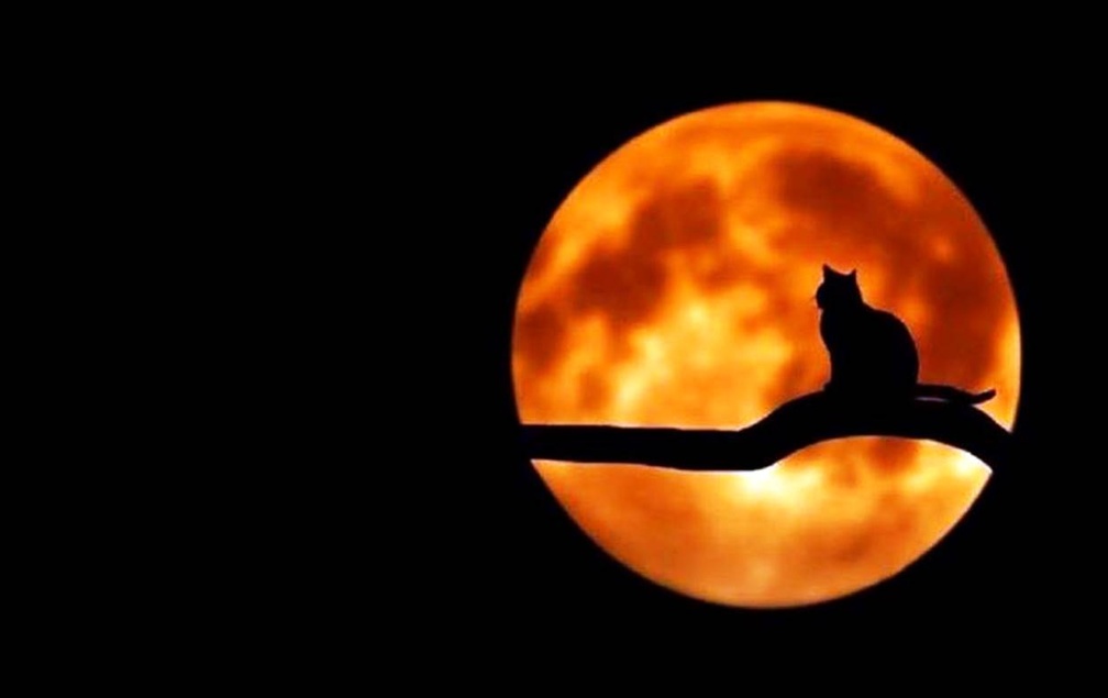 BLACK CATS ARE SEEN THE MOON LAUGHS AND WHISPERS TIS NEAR HALLOWEEN