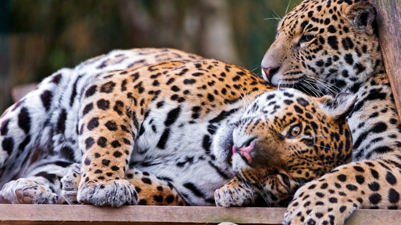 Cute_jaguar