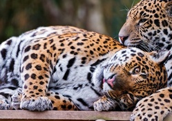 Cute_jaguar