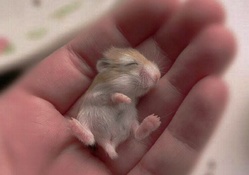 Tiny mouse