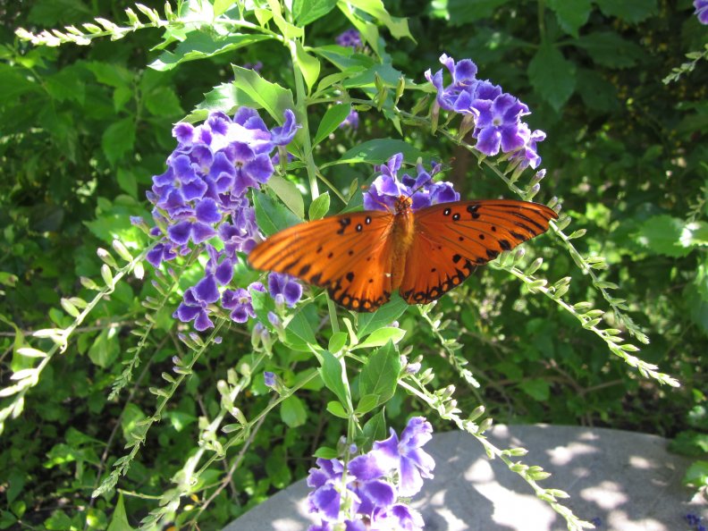 orange_butterfly.jpg