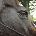 Horse Head Close up Photography