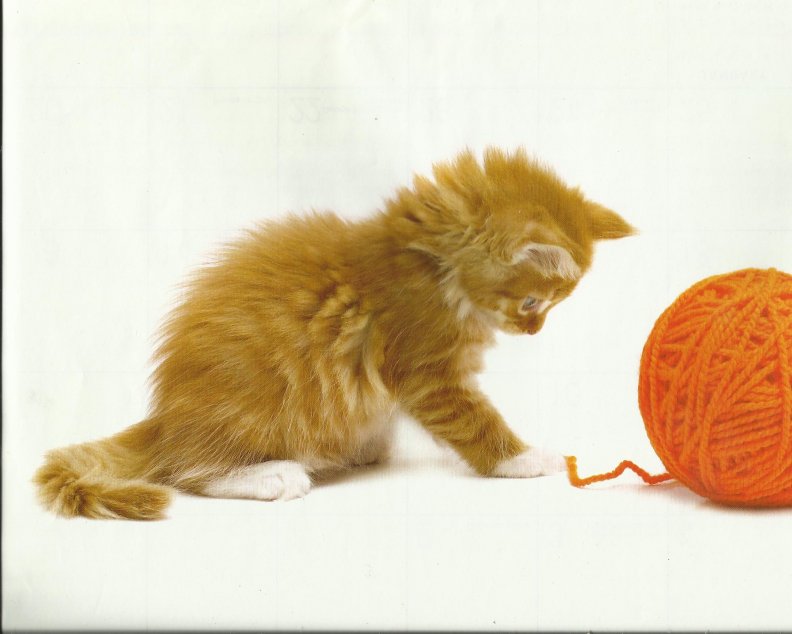 Kitten playing with yarn