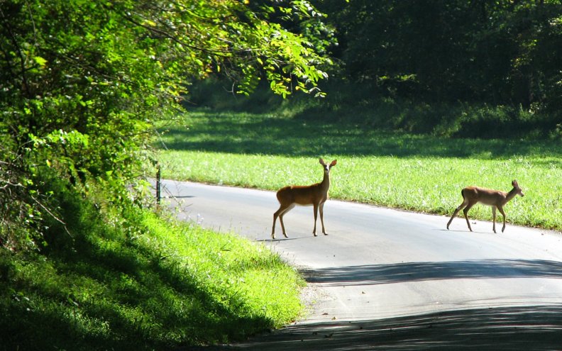 doe_and_fawn_crossing_the_road.jpg