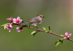 *** Bird on a flowering tree branch ***