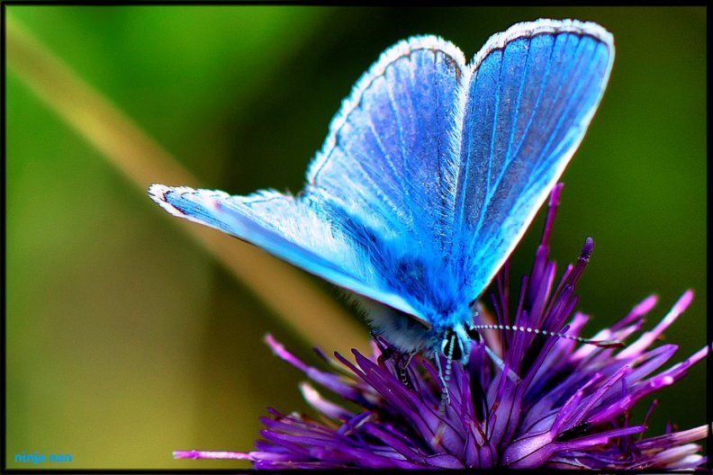 the_mystical_blue_butterfly.jpg