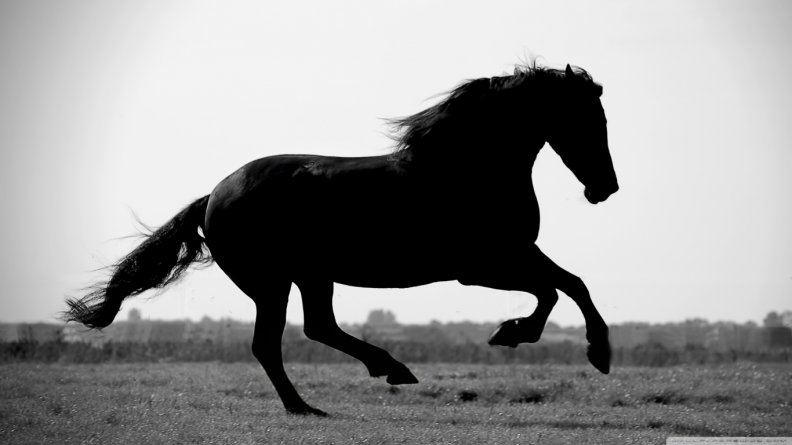 gallop.jpg