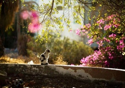 fall garden kitty