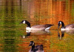 geese in fall