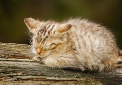 *** Slepping kitten ***