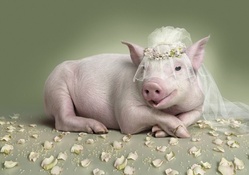 Piggy Bride