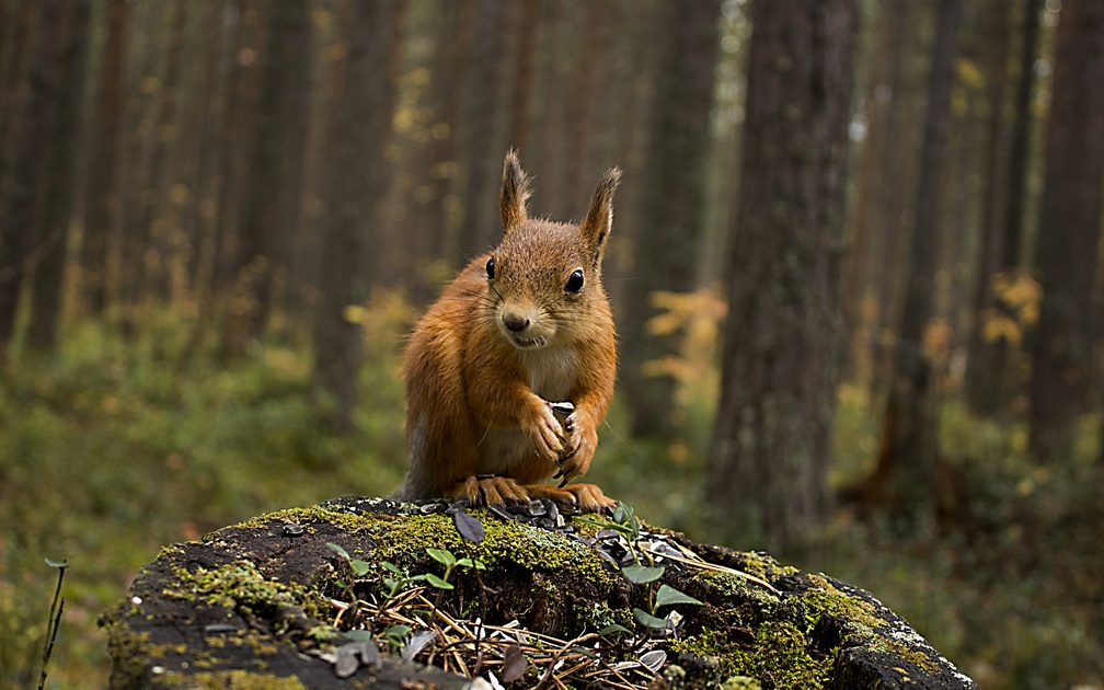 *** Squirrel in forest ***