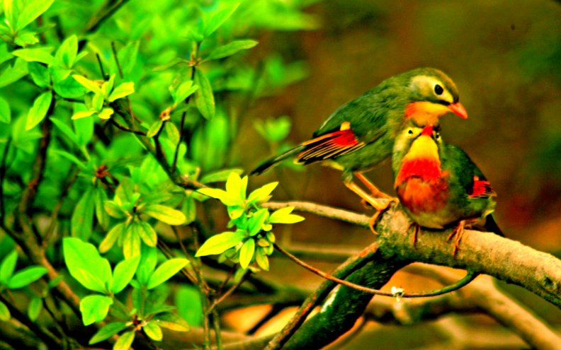 love_birds.jpg