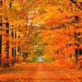 Scenic Autumn Road