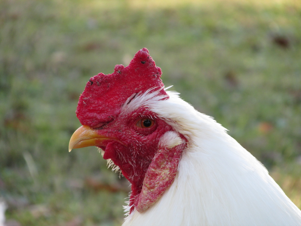 Rooster Head Closeup Shot
