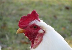 Rooster Head Closeup Shot