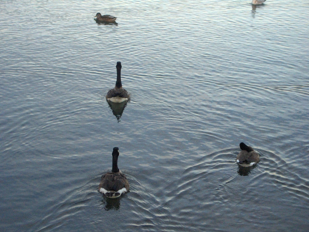 Ducks and Canadian Geese