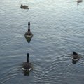 Ducks and Canadian Geese