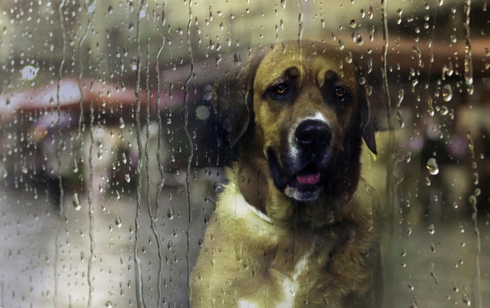 Rain dog