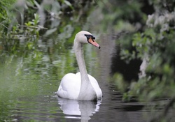 *** Swan ***