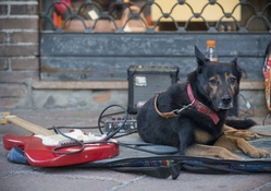 *** Dog with guitar ***
