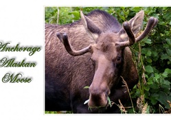 Alaskan Moose 2