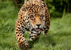 Hungry jaguar