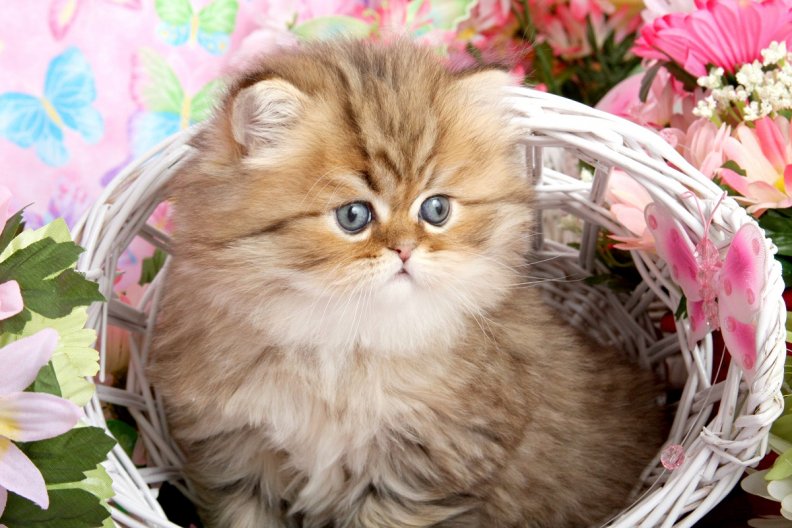 kitty in a basket