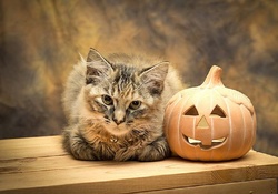 Halloween kitty