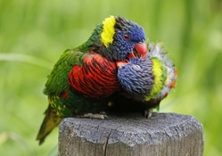 *** Cute birds ***
