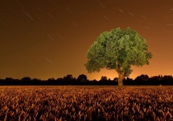 Trees _ Night