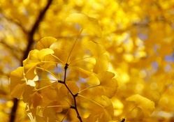 Autumn Yellow