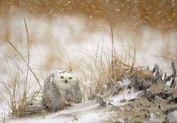 Snow owl in storm