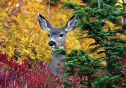 Autumn Deer