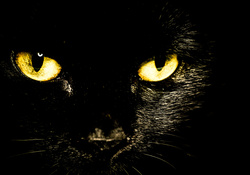 *** BLACK CAT ***