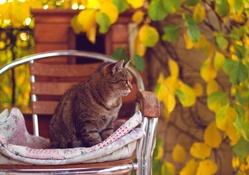 *** Autumn cat ***